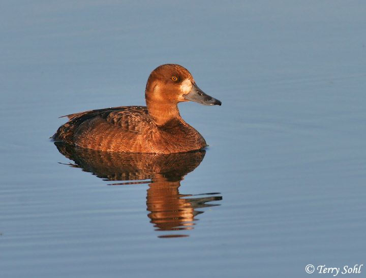 Female Greater Scaup - Aythya marila