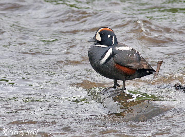 Harlequin Duck -  Histrionicus histrionicus