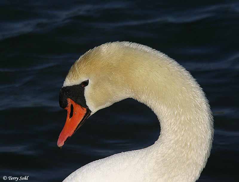 Mute Swan - Cygnus olor