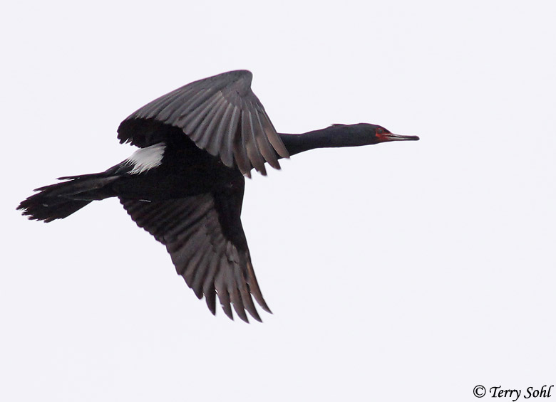 Pelagic Cormorant - Phalacrocorax pelagicus