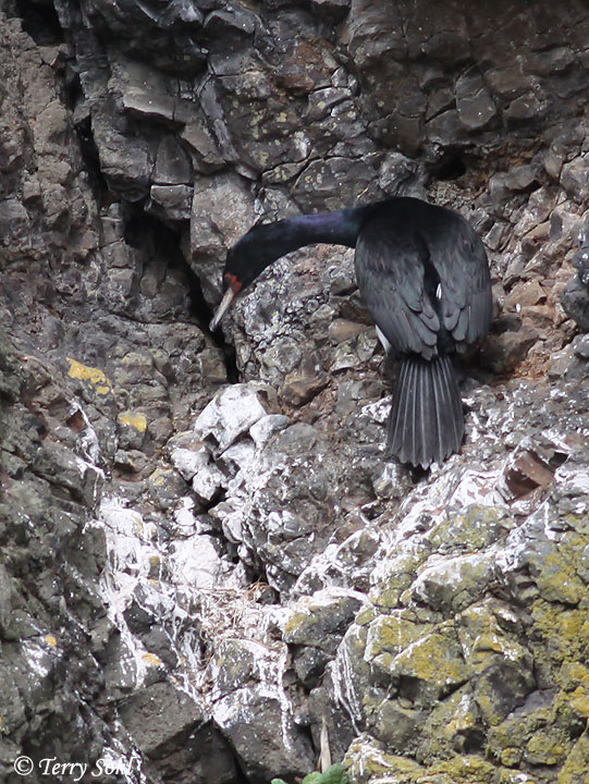 Pelagic Cormorant - Phalacrocorax pelagicus