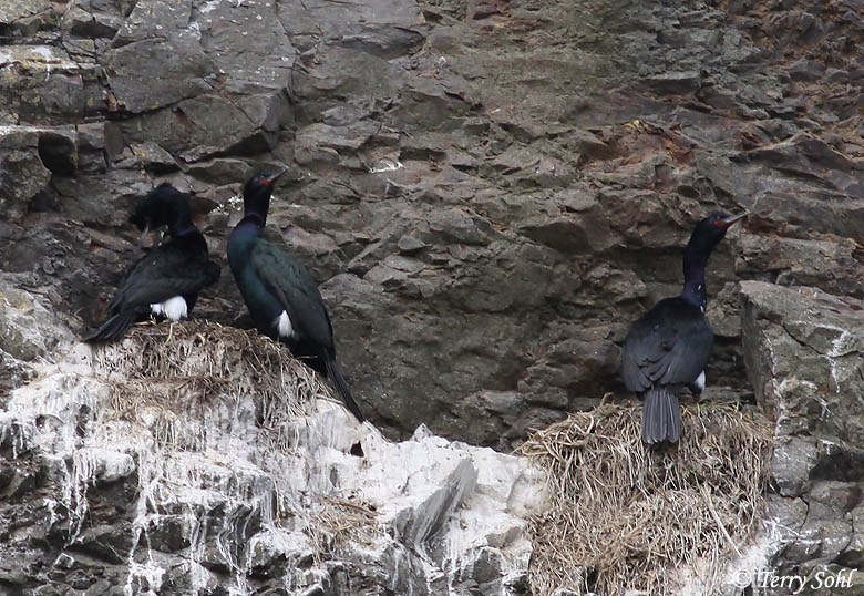 Nesting Pelagic Cormorant - Phalacrocorax pelagicus