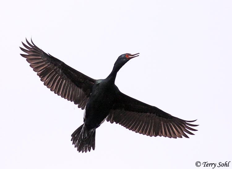 Pelagic Cormorant - Phalacrocorax pelagicus