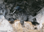 Pelagic Cormorant - Phalacrocorax pelagicus