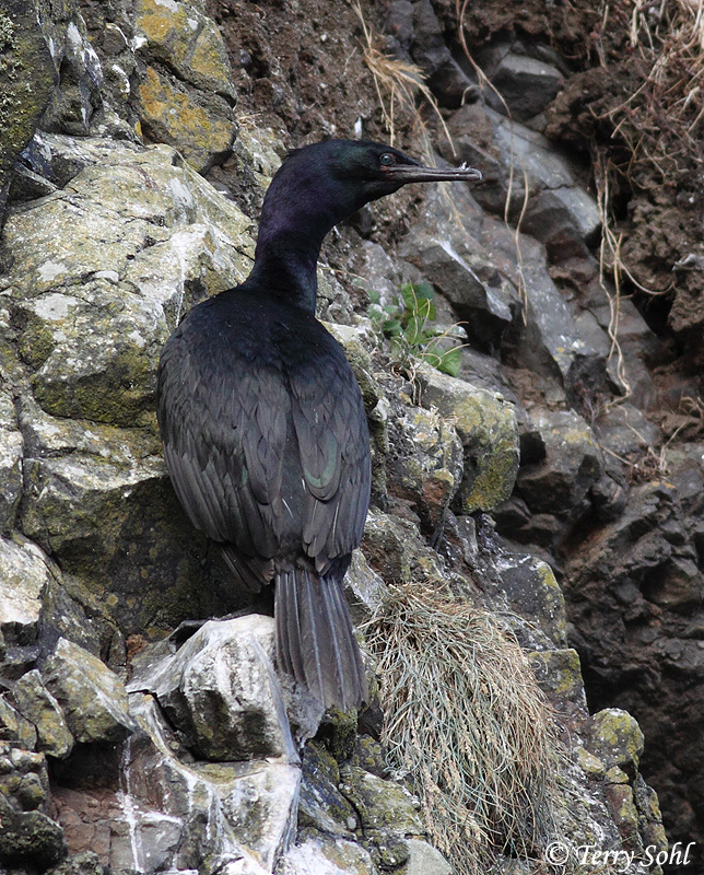 Pelagic Cormorant - Phalacrocorax pelagicus