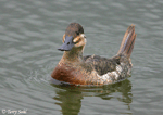 Ruddy Duck 3 - Oxyura jamaicensis