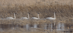 Trumpeter Swan 6 - Cygnus buccinator