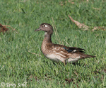 Wood Duck 6 - Aix sponsa (female)