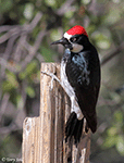 Acorn Woodpecker 11 - Melanerpes formicivorus 