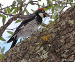 Acorn Woodpecker 1 - Melanerpes formicivorus 