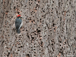 Acorn Woodpecker 2 - Melanerpes formicivorus 