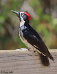 Acorn Woodpecker 3 - Melanerpes formicivorus 