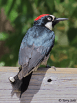Acorn Woodpecker 4 - Melanerpes formicivorus 