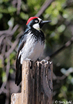 Acorn Woodpecker 8 - Melanerpes formicivorus 