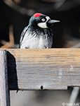 Acorn Woodpecker 9 - Melanerpes formicivorus 