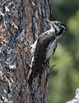 American Three-toed Woodpecker 1 - Picoides dorsalis