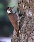 Arizona Woodpecker 3 - Dryobates arizonae
