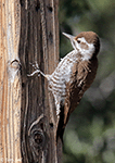 Arizona Woodpecker 6 - Dryobates arizonae