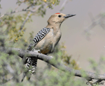 Gila Woodpecker 11 - Melanerpes uropygialis