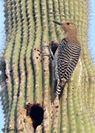 Gila Woodpecker 12 - Melanerpes uropygialis