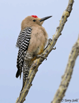 Gila Woodpecker 13 - Melanerpes uropygialis