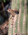 Gila Woodpecker 15 - Melanerpes uropygialis