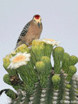 Gila Woodpecker 5 - Melanerpes uropygialis