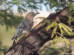 Gila Woodpecker 9 - Melanerpes uropygialis