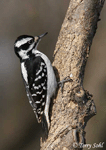 Hairy Woodpecker -  Picoides villosus