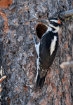 Hairy Woodpecker -  Picoides villosus