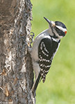 Hairy Woodpecker 7 - Leuconotopicus villosus
