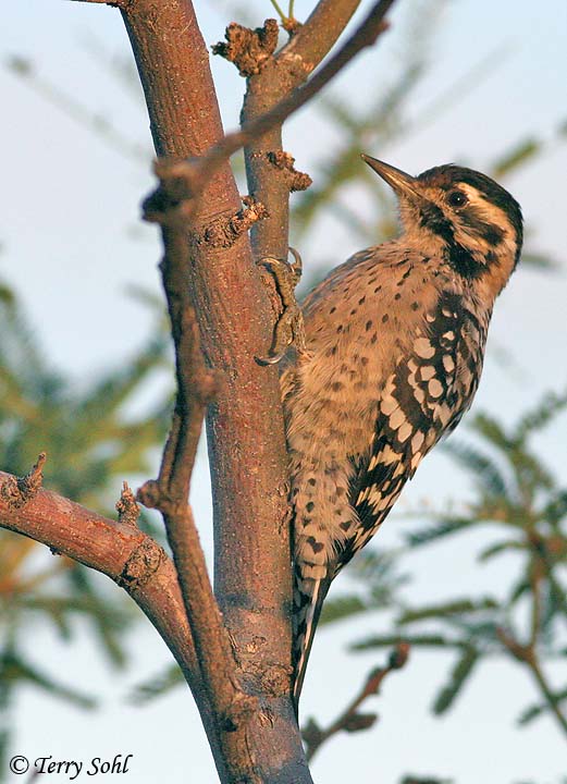 Ladder-backed Woodpecker - Picoides scalaris