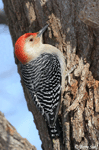 Red-bellied Woodpecker 10 - Melanerpes carolinus