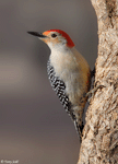 Red-bellied Woodpecker 13 - Melanerpes carolinus