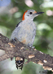 Red-bellied Woodpecker 15 - Melanerpes carolinus