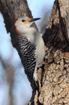 Red-bellied Woodpecker 16 - Melanerpes carolinus