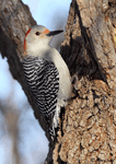 Red-bellied Woodpecker 17 - Melanerpes carolinus
