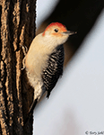 Red-bellied Woodpecker 18 - Melanerpes carolinus