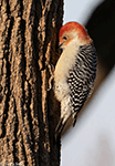 Red-bellied Woodpecker 20 - Melanerpes carolinus