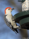Red-bellied Woodpecker 4 - Melanerpes carolinus