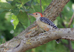 Red-bellied Woodpecker 6 - Melanerpes carolinus