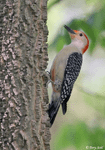 Red-bellied Woodpecker 9 - Melanerpes carolinus