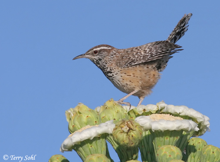 Cactus Wren on Saguaro Cactus