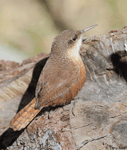 Canyon Wren - Catherpes mexicanus