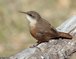 Canyon Wren - Catherpes mexicanus