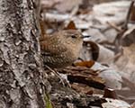 Winter Wren 1 - Troglodytes hiemalis