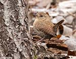 Winter Wren 2 - Troglodytes hiemalis