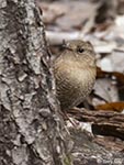 Winter Wren 3 - Troglodytes hiemalis